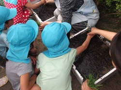 田植え 2015 3.JPG